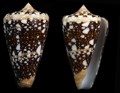 Conus ammiralis