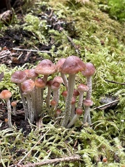 Hypholoma marginatum