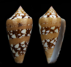 Conus ammiralis