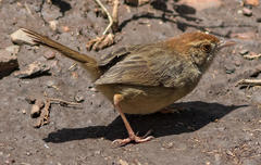 Cisticola fulvicapilla