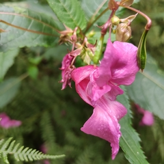 Impatiens glandulifera