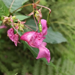 Impatiens glandulifera