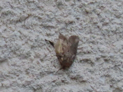 Lepidoptera
