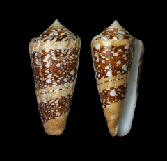 Conus ammiralis