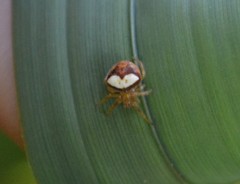 Araneus triguttatus