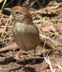Cisticola fulvicapilla