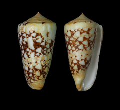 Conus ammiralis
