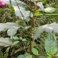 Impatiens glandulifera