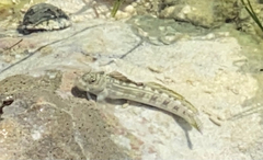 Striped Rockskipper photo 2