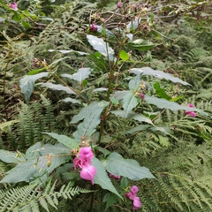 Impatiens glandulifera