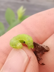 Cosmia trapezina