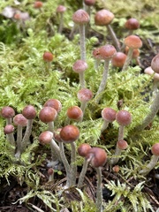 Hypholoma marginatum