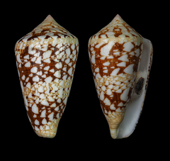 Conus ammiralis