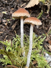 Hypholoma marginatum