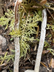 Hypholoma marginatum