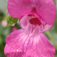 Impatiens glandulifera