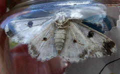 Ascotis reciprocaria
