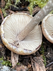 Hypholoma marginatum