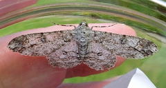 Ascotis reciprocaria