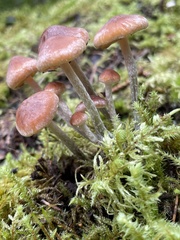 Hypholoma marginatum