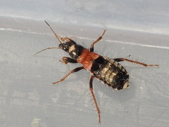 Prostemma albimacula