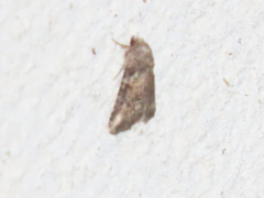 Bryophila