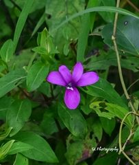 Barleria cristata