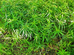 Cyperus albostriatus