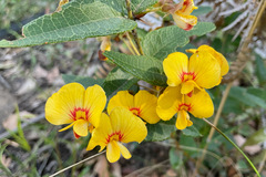 Platylobium parviflorum