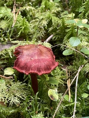 Cortinarius sanguineus