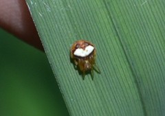 Araneus triguttatus