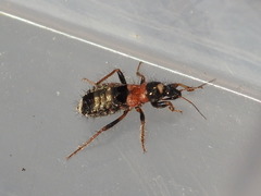 Prostemma albimacula