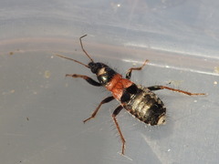 Prostemma albimacula