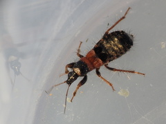 Prostemma albimacula