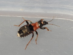 Prostemma albimacula