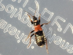 Prostemma albimacula