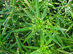 Cyperus albostriatus