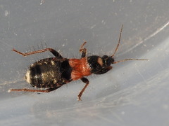 Prostemma albimacula