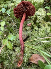 Cortinarius sanguineus