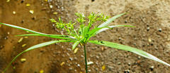 Cyperus albostriatus
