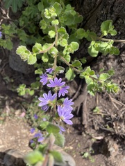 Scaevola aemula