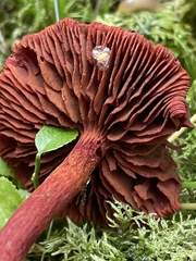 Cortinarius sanguineus