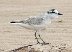 Charadrius marginatus marginatus
