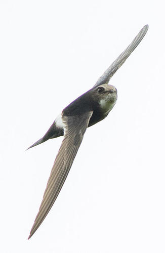 White-rumped Swift (Enseleni Nature Reserve - Animals) · iNaturalist