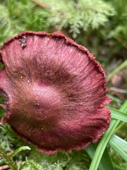 Cortinarius sanguineus