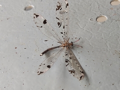 Dendroleon pantherinus