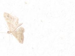 Gymnoscelis rufifasciata