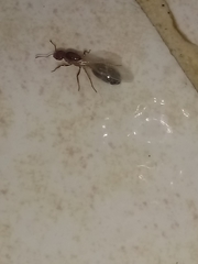 Solenopsis xyloni