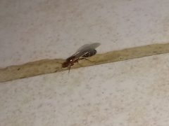 Solenopsis xyloni