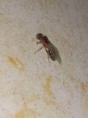 Solenopsis xyloni